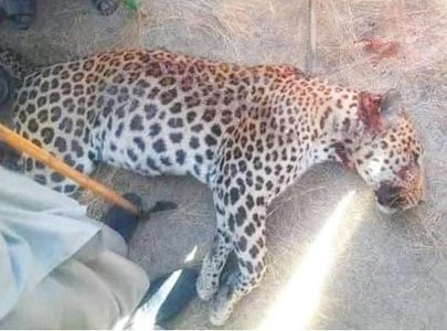 protected leopard shot dead in bajaur protected leopard shot dead in bajaur