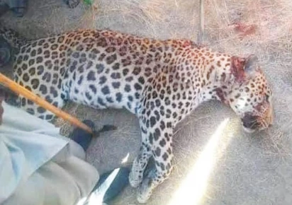 Protected leopard shot dead in Bajaur