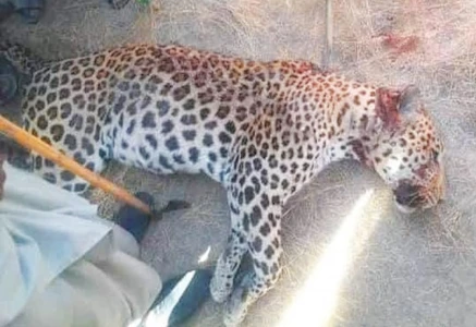 protected leopard shot dead in bajaur