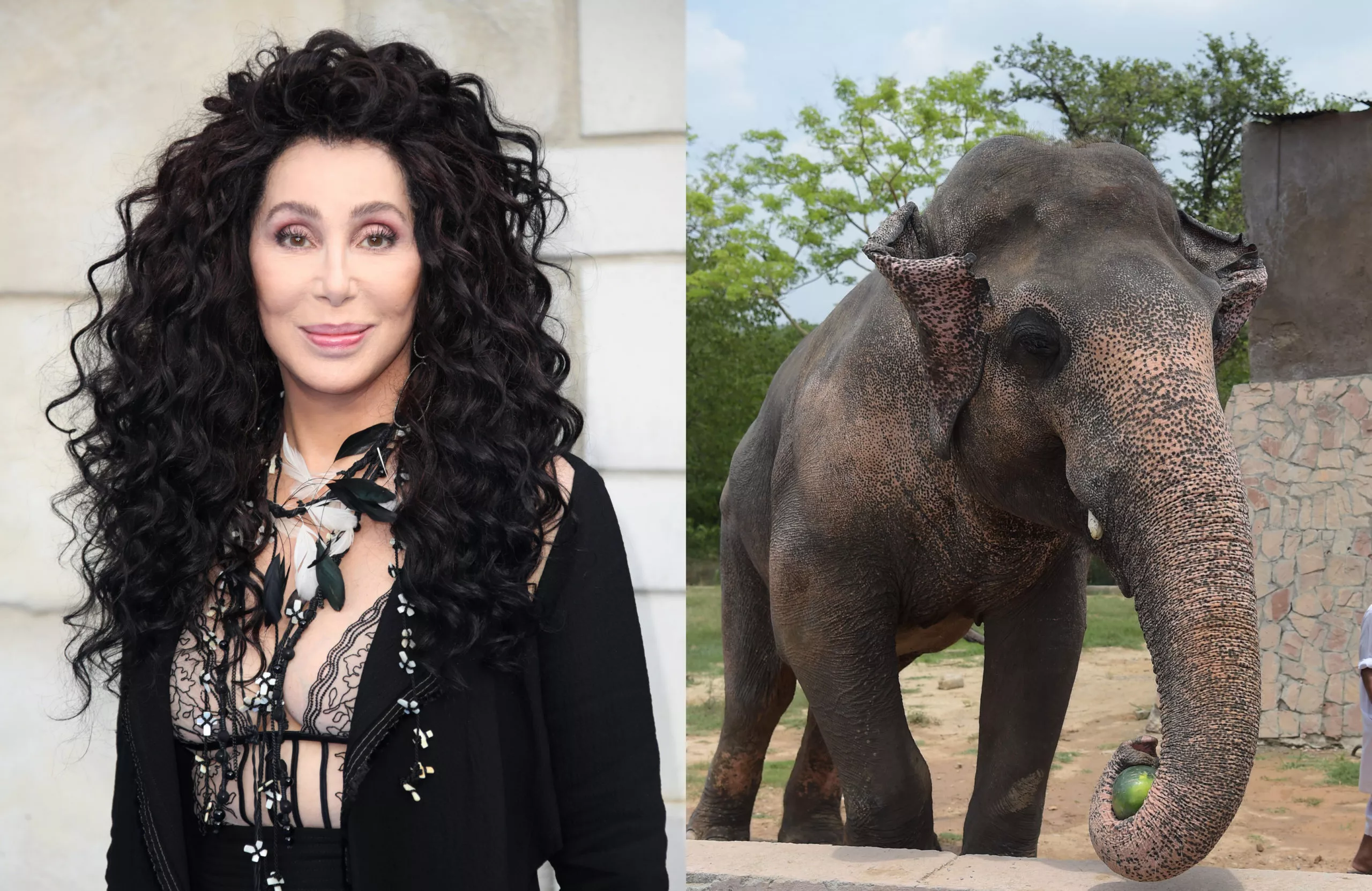 cher eager to sing for kaavan as he gets ready to leave for cambodia cher eager to sing for kaavan as he gets ready to leave for cambodia
