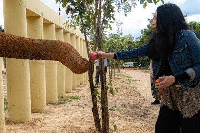 kaavan will live life as an elephant not a prisoner cher