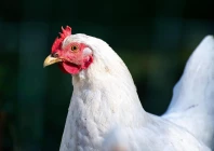 the order follows a rise in bird flu outbreaks across europe with 139 cases reported since july including 14 in spain half of them in the castille and leon region photo pixabay the order follows a rise in bird flu outbreaks across europe with 139 cases reported since july including 14 in spain half of them in the castille and leon region photo pixabay