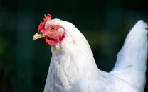 spain orders immediate nationwide poultry lockdown amid rising bird flu risk spain orders immediate nationwide poultry lockdown amid rising bird flu risk