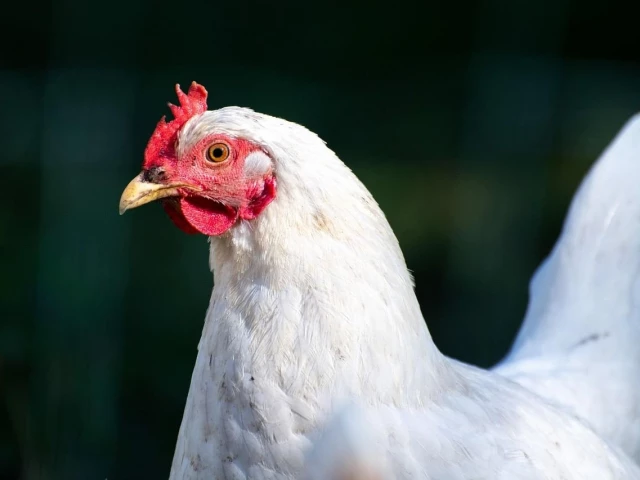 the order follows a rise in bird flu outbreaks across europe with 139 cases reported since july including 14 in spain half of them in the castille and leon region photo pixabay