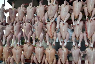 karachi eateries caught using meat from dead chickens