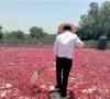 new pak china agri route opens