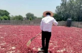 the imported pakistani chilies are being supplied to downstream industries including major catering companies such as haidilao local hotpot restaurants and condiment producers including manufacturers of pixian douban photo cen