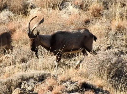 chiltan ibex endangered wild goat back from brink of extinction in pakistan