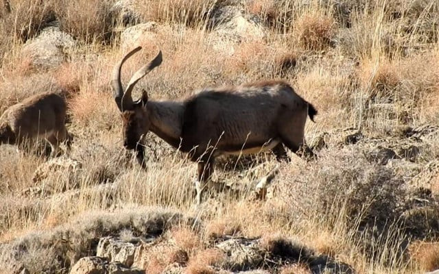 chiltan ibex endangered wild goat back from brink of extinction in pakistan chiltan ibex endangered wild goat back from brink of extinction in pakistan