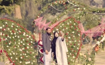 ode to chrysanthemum flower show