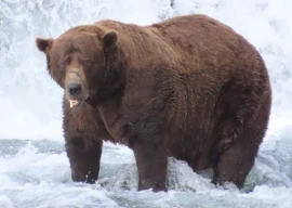 32 chunk crowned fat bear week 2025 champion at katmai national park after defeating rival 856 32 chunk crowned fat bear week 2025 champion at katmai national park after defeating rival 856