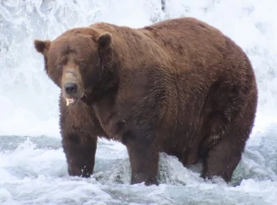 32 chunk crowned fat bear week 2025 champion at katmai national park after defeating rival 856 32 chunk crowned fat bear week 2025 champion at katmai national park after defeating rival 856