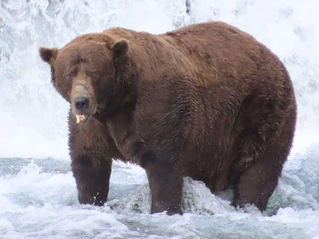 photo explore live nature cams via youtube