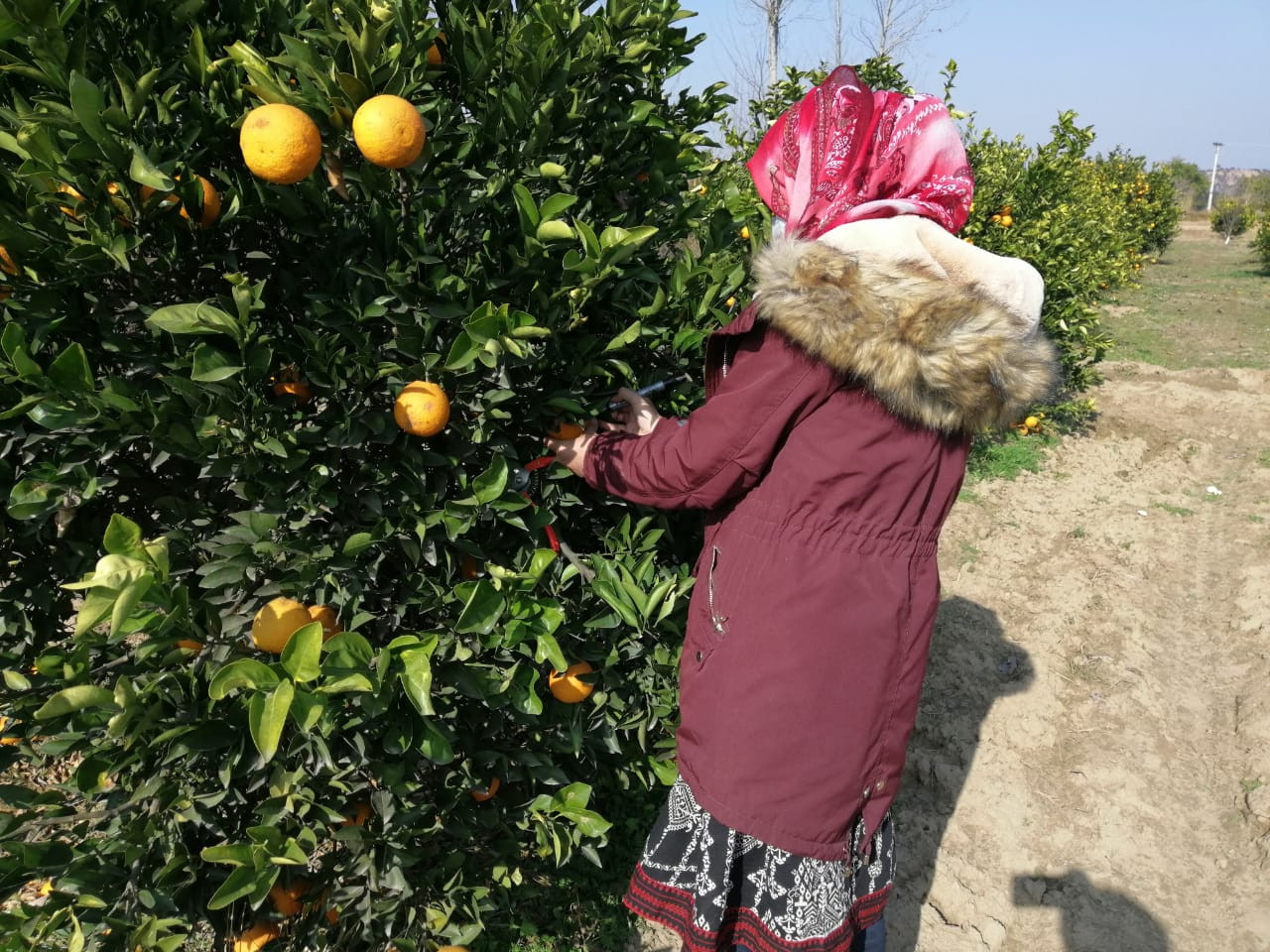 Pakistani scientists develop AI method to determine citrus fruit sweetness - The Express Tribune