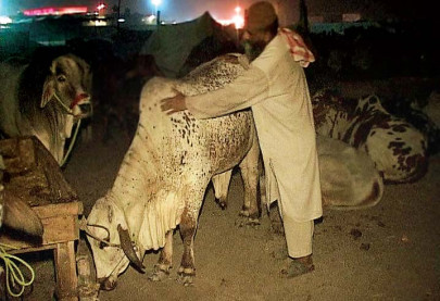 city s biggest cattle market looking quite small