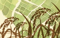 pakistan s shifting crop calendar pakistan s shifting crop calendar