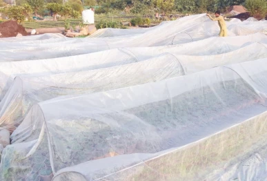 at a nursery in islamabad a gardener stretches an enormous plastic covering over frames holding newly sprouting saplings to protect the plants from the cold weather photo online