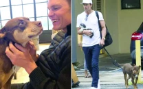 tom brady s pet dog is a clone tom brady s pet dog is a clone