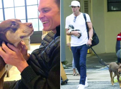 tom brady s pet dog is a clone tom brady s pet dog is a clone