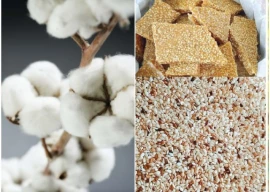 rains devastate bahawalnagar crops