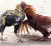 cockfighting finds a ring under police watch cockfighting finds a ring under police watch