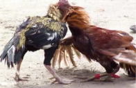 cockfighting finds a ring under police watch