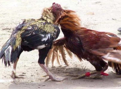 cockfighting finds a ring under police watch cockfighting finds a ring under police watch