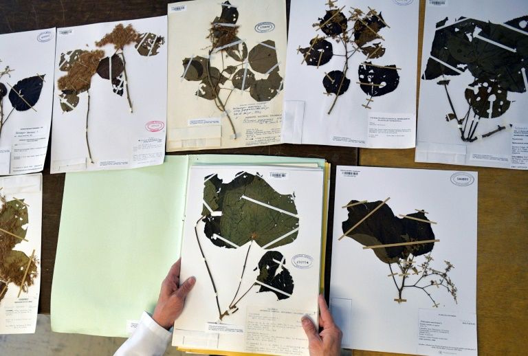 Colombian botanist Julio Betancur shows off his collection of plant samples. PHOTO: AFP
