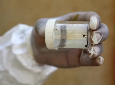 congo virus claims three lives in pakistan congo virus claims three lives in pakistan