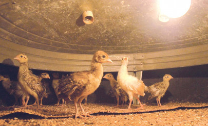 unfavourable abode birds dying at saidpur hatchery unfavourable abode birds dying at saidpur hatchery