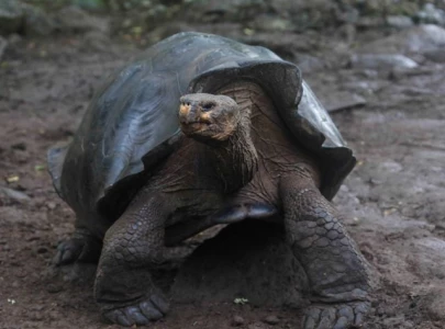 92 year old gal pagos tortoise becomes mother helps save species from extinction at philadelphia zoo 92 year old gal pagos tortoise becomes mother helps save species from extinction at philadelphia zoo