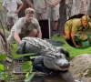 steve irwin s son robert irwin s new venture includes reptiles and underwear in bold bonds campaign steve irwin s son robert irwin s new venture includes reptiles and underwear in bold bonds campaign