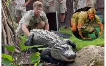 steve irwin s son robert irwin s new venture includes reptiles and underwear in bold bonds campaign steve irwin s son robert irwin s new venture includes reptiles and underwear in bold bonds campaign