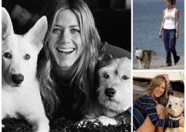 jennifer aniston recalls how friends led her to adopt first rescue dog jennifer aniston recalls how friends led her to adopt first rescue dog
