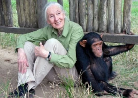 renowned primatologist jane goodall dies at 91 in california renowned primatologist jane goodall dies at 91 in california