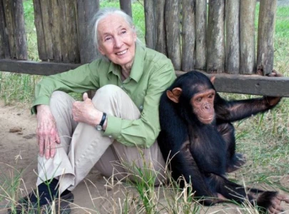 renowned primatologist jane goodall dies at 91 in california