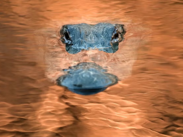 alligator at paynes prairie state park in gainesville florida mac stone