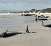 over 150 false killer whales stranded on tasmania beach australia over 150 false killer whales stranded on tasmania beach australia