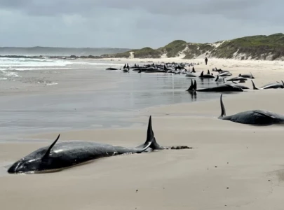 over 150 false killer whales stranded on tasmania beach australia over 150 false killer whales stranded on tasmania beach australia