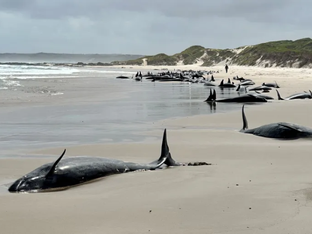 false killer whales stranded near arthur river on tasmania s west coast australia on february 19 2025 department of natural resources and environment tasmania aap via reuters