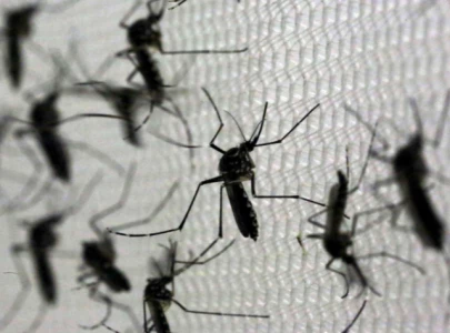 village offers bounty for mosquitoes as part of anti dengue campaign village offers bounty for mosquitoes as part of anti dengue campaign