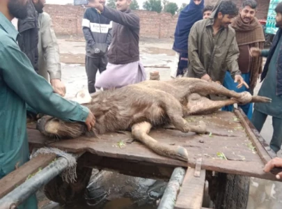 rare sambar deer rescued after entering pakistan from india rare sambar deer rescued after entering pakistan from india