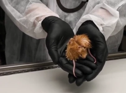 could the woolly mouse be a key step towards bringing back mammoths could the woolly mouse be a key step towards bringing back mammoths