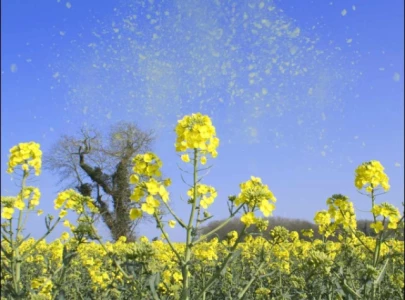 islamabad sees rise in pollen allergy cases islamabad sees rise in pollen allergy cases