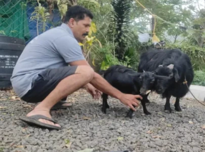 guinness world record goat karumbi named world s shortest living goat