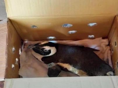 penguin caused helicopter crash in south africa investigation finds penguin caused helicopter crash in south africa investigation finds