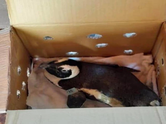 a penguin has been identified as the reason of a helicopter crash in south africa south african civil aviation authority a penguin has been identified as the reason of a helicopter crash in south africa south african civil aviation authority