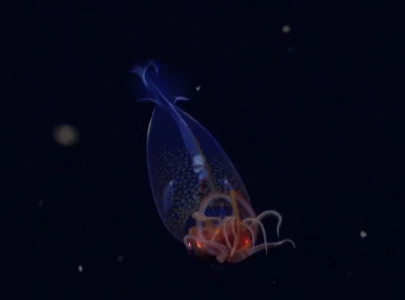 colossal squid filmed alive in antarctica 100 years after first discovery