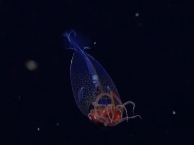 this is the first confirmed live observation of the colossal squid mesonychoteuthis hamiltoni in its natural habitat the team on schmidt ocean institute s research vessel falkor captured footage of the nearly one foot squid at a depth of 1 968 feet using their remotely operated vehicle subastian on march 9 during an ocean census flagship expedition searching for new marine life rov subastian schmidt ocean institute this is the first confirmed live observation of the colossal squid mesonychoteuthis hamiltoni in its natural habitat the team on schmidt ocean institute s research vessel falkor captured footage of the nearly one foot squid at a depth of 1 968 feet using their remotely operated vehicle subastian on march 9 during an ocean census flagship expedition searching for new marine life rov subastian schmidt ocean institute
