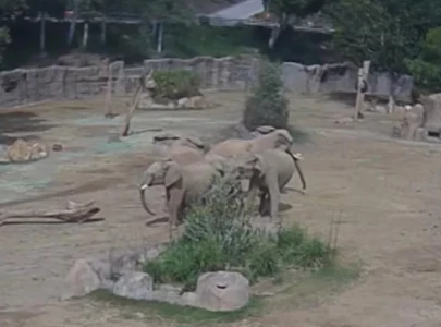 san diego earthquake zoo elephants sense tremors first react quickly san diego earthquake zoo elephants sense tremors first react quickly